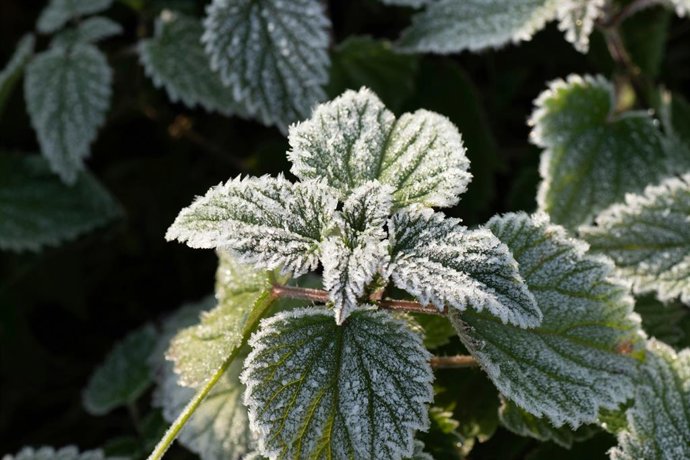 Basta adicioná-lo ao solo: suas plantas resistirão ao frio durante todo o inverno.