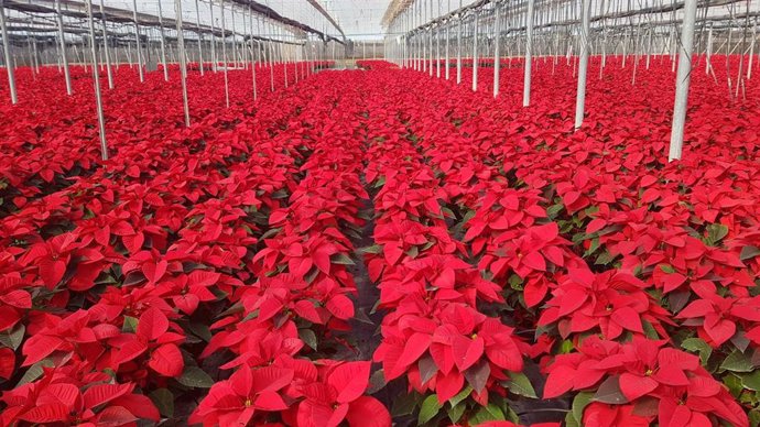 Un invernadero de flor de Pascua de Almería.