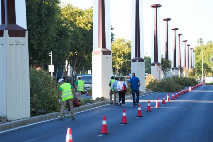 Archivo - Obras de sustitución de un centenar de árboles "decrépitos" en la mediana de Torneo por 154 ejemplares, a 22 de septiembre de 2025 en Sevilla (Andalucía, España). Imagen de archivo.
