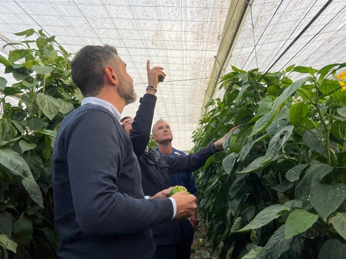 El consejero de Agricultura, Ramón Fernández-Pacheco, en un invernadero afectado por lluvias. Imagen de archivo.