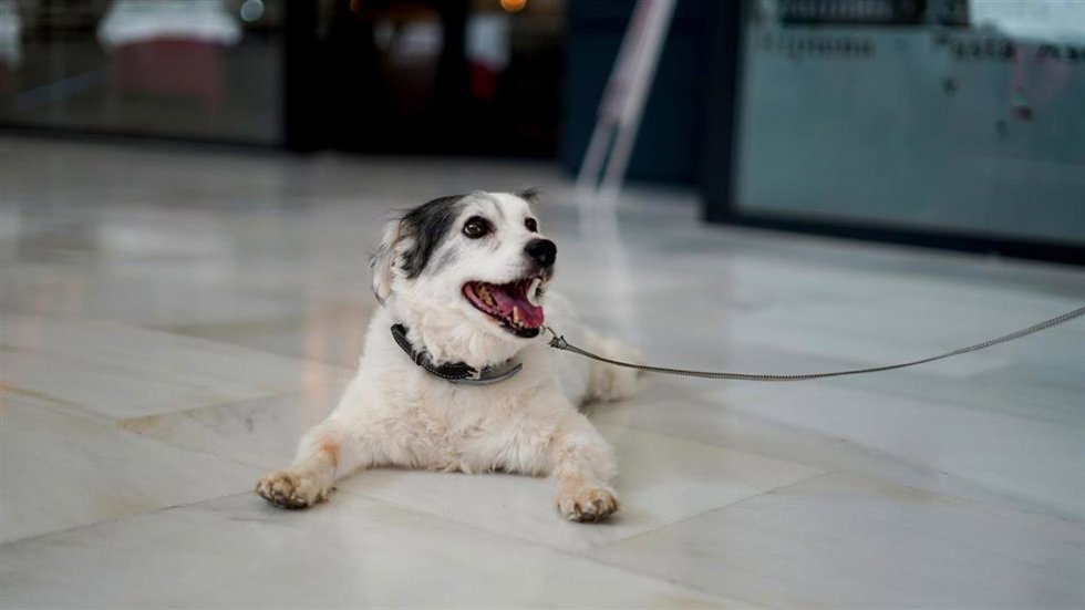 El Faro acogerá el evento canino PerriGlam con una charla, talleres y un desfile de moda perruna