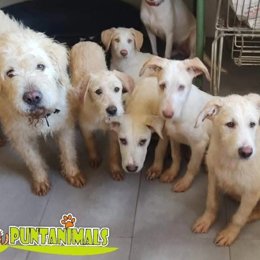 Algunos de los animales en espera de adopción en el refugio de Puntanimals.