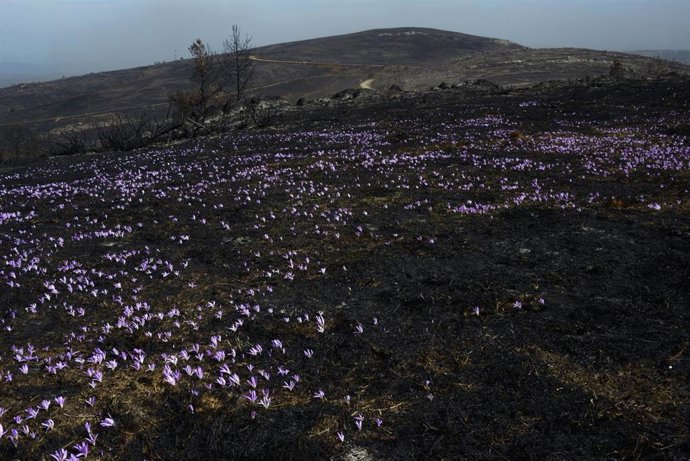 Archivo - Falso azafrán, también llamado "quitameriendas", en el monte de la serra de san Mamede, a 10 de septiembre de 2025, en Ourense, Galicia (España). En la provincia de Ourense se han calcinado más de 147.000 hectáreas en lo que va de 2025, convirti