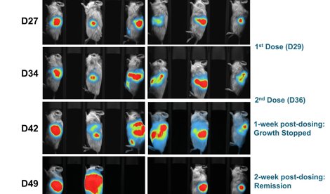 Comunicados Internacional
