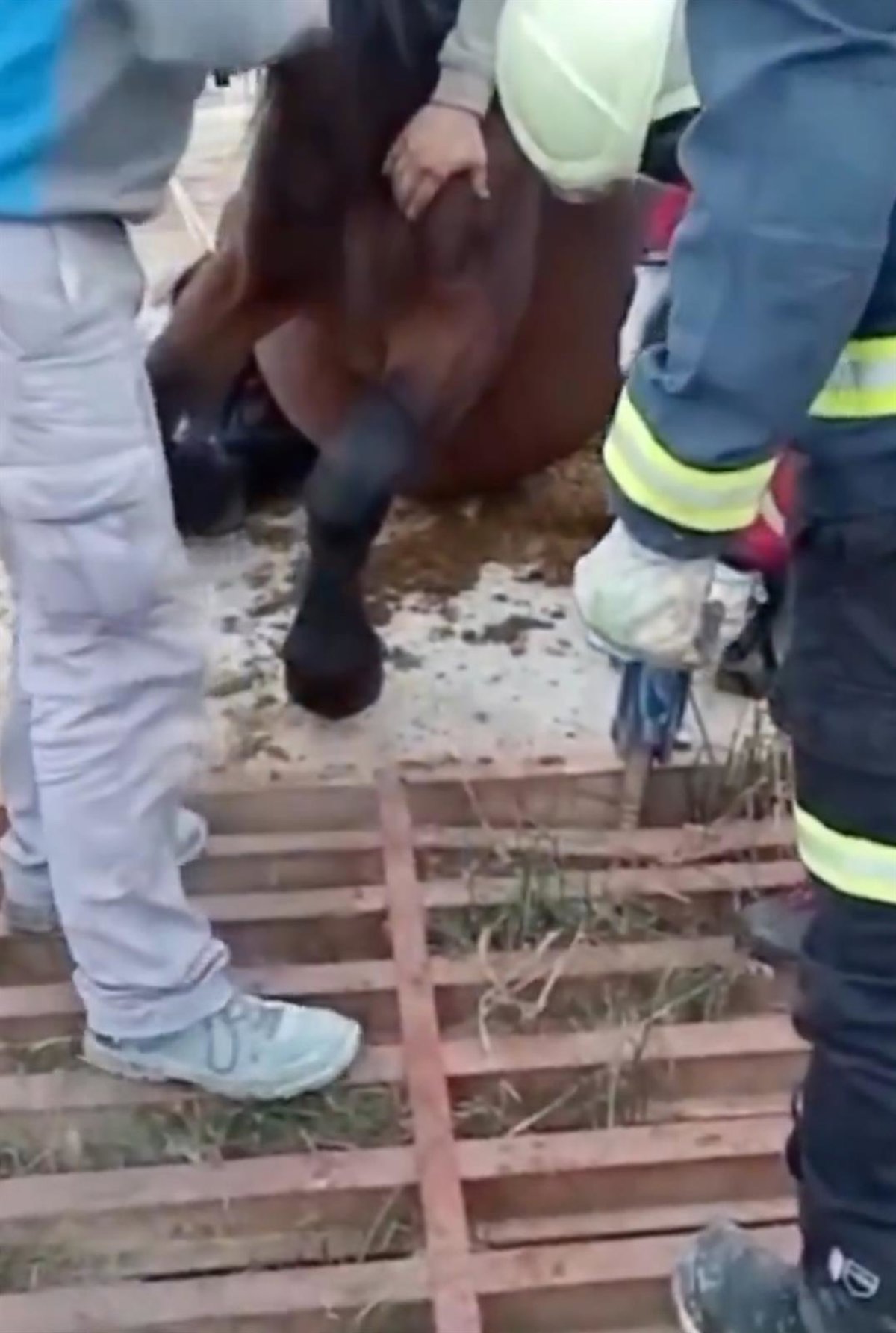 Rescatada una yegua atrapada en un paso canadiense de San Sebastián de Garabandal