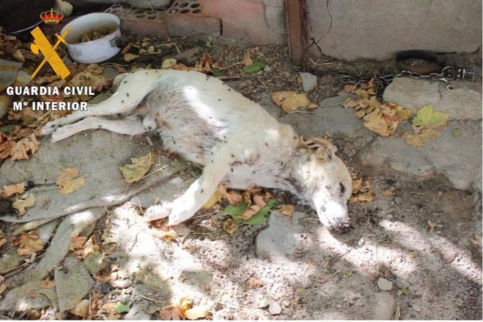 Imagen de uno de los perros hallados en las instalaciones inspeccionadas por Seprona en Nava de la Asunción (Segovia)