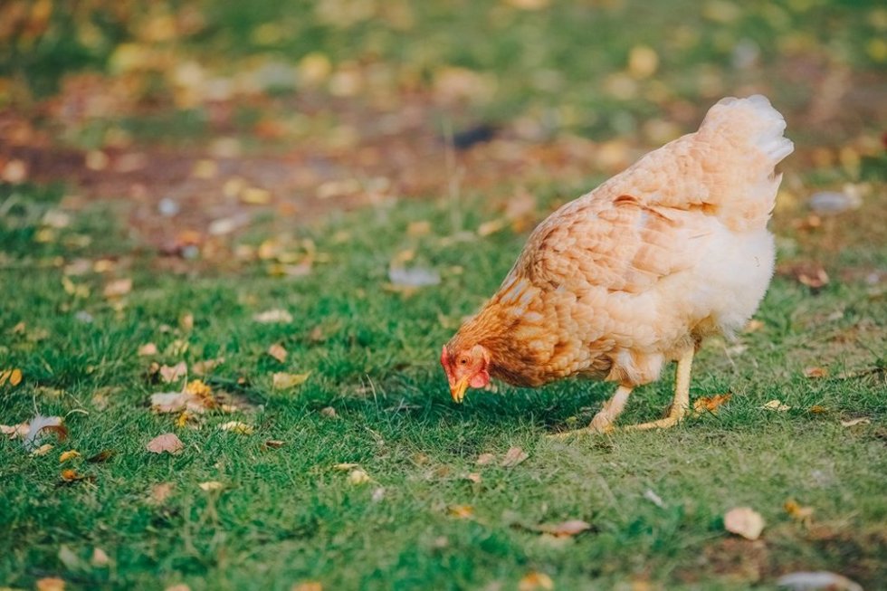 Gallina