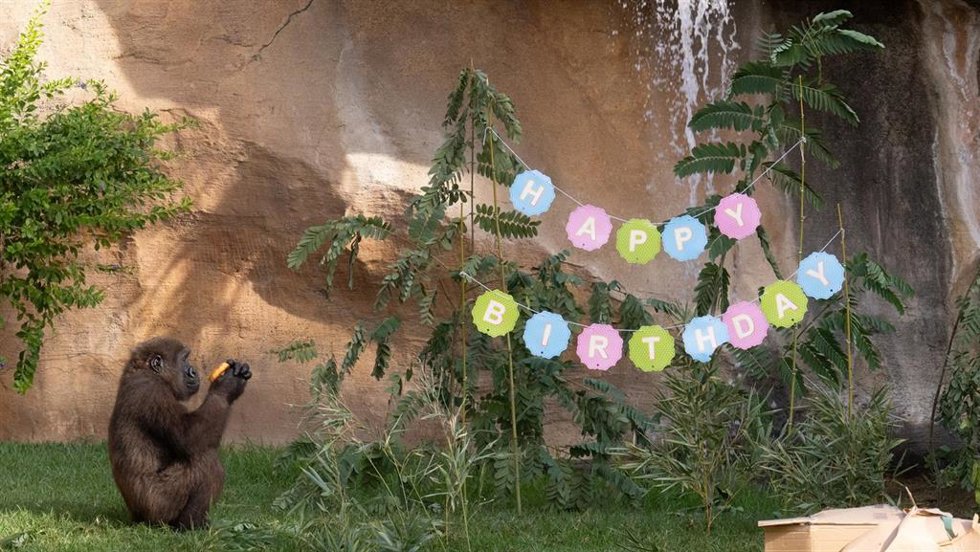 La celebración del cumpleaños de Ekan ha contado con una tarta elaborada por el equipo de cuidadores de Bioparc Fuengirola, confeccionada con frutas y vegetales