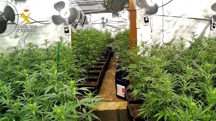 Plantación de marihuana desmantelada en una masía de Artés (Barcelona)