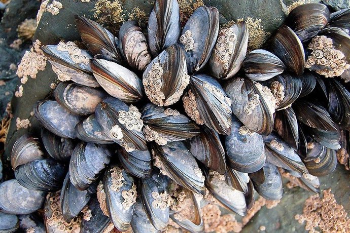 Mejillones, moluscos.