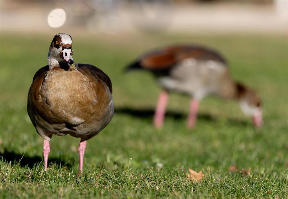 Hasta seis municipios de La Rioja deben confinar sus aves de corral