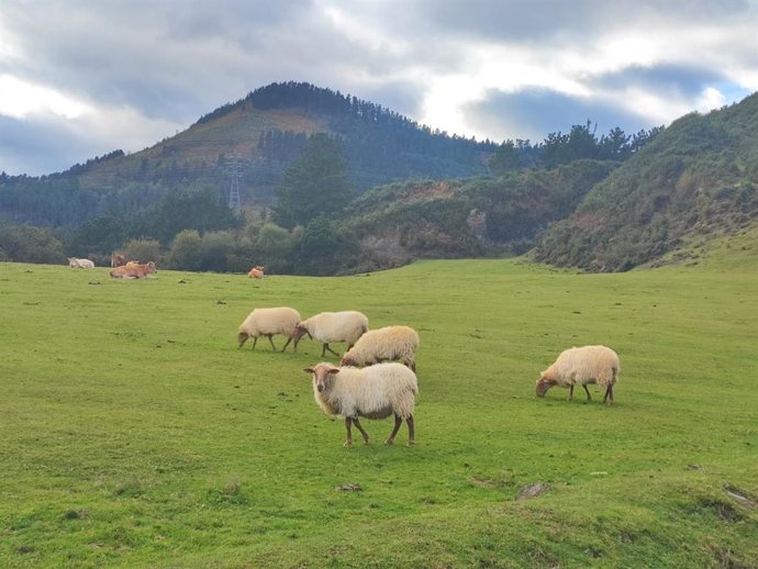 Ganado en un paraje de Euskadi