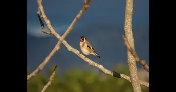 Investigadores cuantifican los servicios ecosistémicos que las aves aportan a las personas