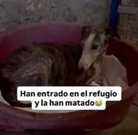 Denuncian la muerte por apuñalamiento de un galgo de 12 años en una protectora de La Palma del Condado (Huelva)