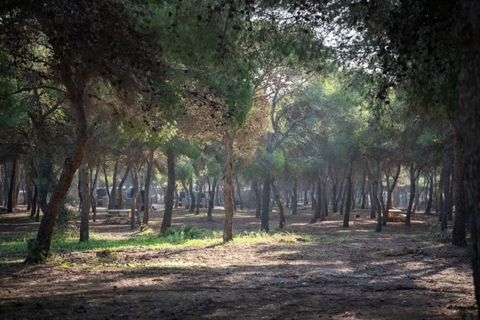 Vista de la zona del pinar de Torremolinos.