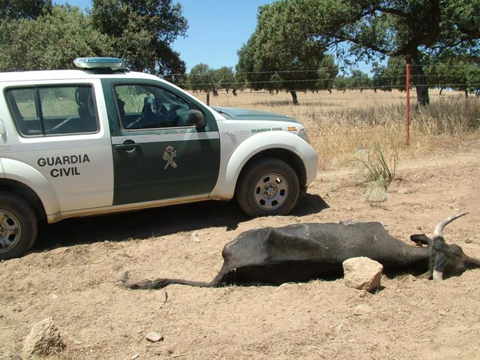 Archivo - Una de las 36 vacas muertas de sed halladas por el Seprona en Dos Torres.
