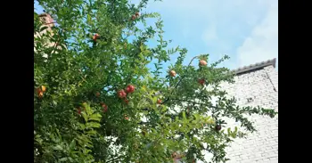 El árbol perfecto para casas pequeñas: da frutos, tiene raíces poco invasivas y casi no necesita cuidados