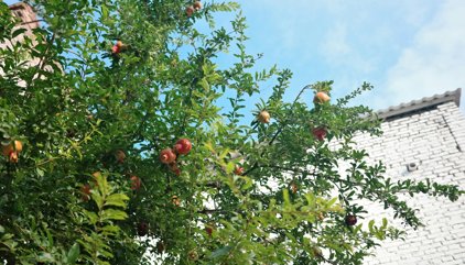 El árbol perfecto para casas pequeñas: da frutos, tiene raíces poco invasivas y casi no necesita cuidados