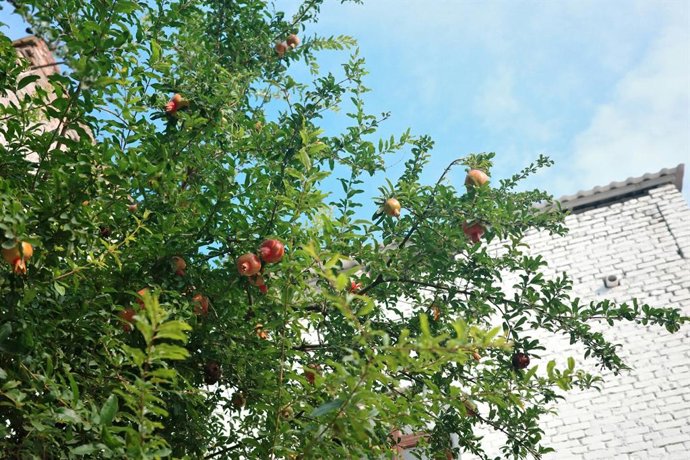 El árbol perfecto para casas pequeñas: da frutos, tiene raíces poco invasivas y casi no necesita cuidados