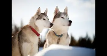 El itinerario perfecto para pasar 5 días en Laponia y disfrutar de una Navidad mágica