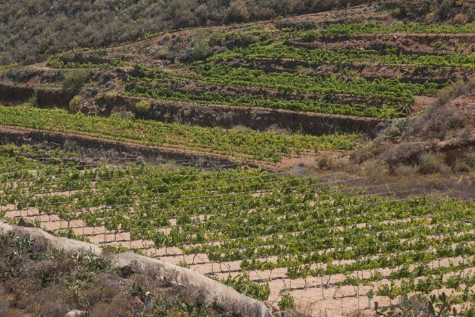 Archivo - Tenerife acogerá el próximo 13 de noviembre el primer gran encuentro mundial de vinos insulares en El Sauzal