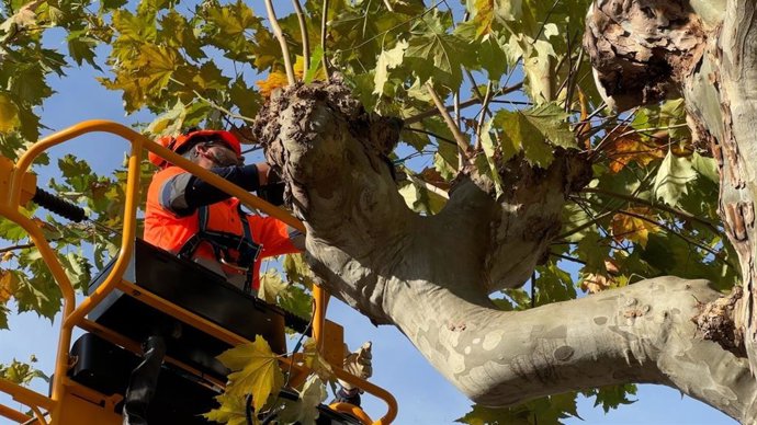 El Ayuntamiento desarrolla las labores de poda del arbolado de Logroño