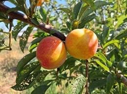 Agricultura pone en valor las variedades locales de frutales de las Baleares