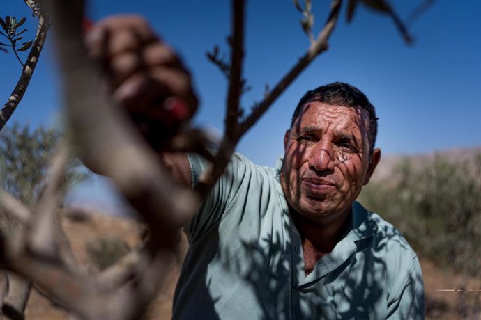 Un agricultor palestino vigila la cosecha de aceitunas en Cisjordania 