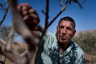 October 31, 2025, Ramallah, Palestine: A Palestinian farmer takes care of an olive tree during the harvest season. More than 150 attacks by illegal settlers against Palestinian farmers and activists, with 4000 trees destroyed, with severe damage to the ec