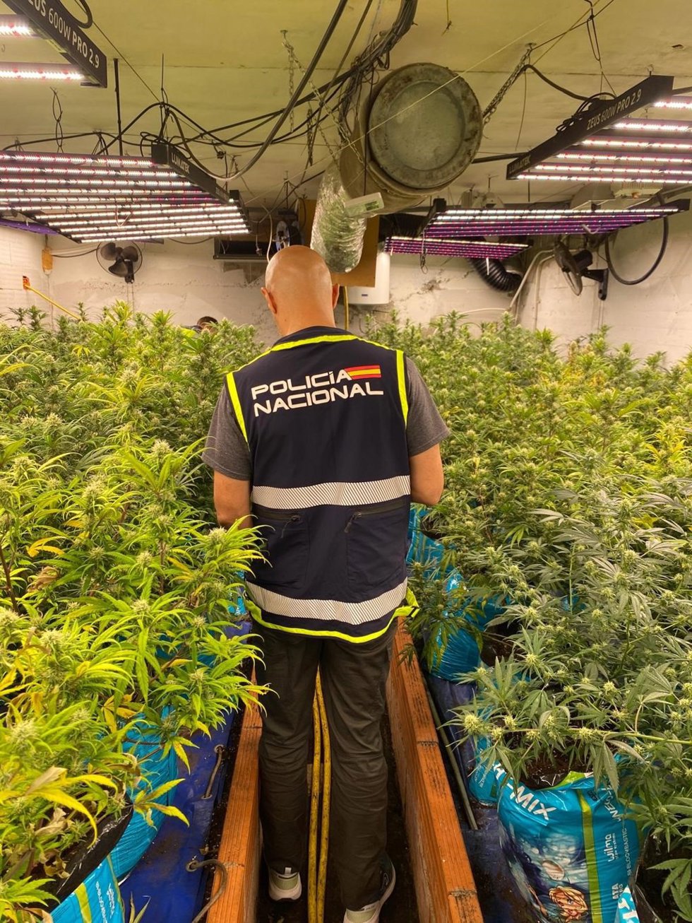 Plantación de marihuana en Maanet de la Selva