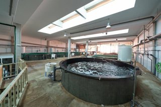 Archivo - Un 5% de la biomasa total de peces criados en las instalaciones acuícolas de ECOAQUA muere con idénticas afectaciones a las presentadas por los ejemplares de la empresa Aquanaria