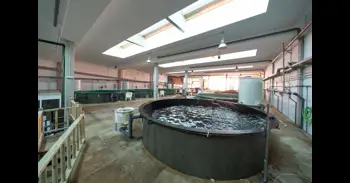 Mueren unos 500 peces en las instalaciones acuícolas de ECOAQUA en Taliarte (Gran Canaria)