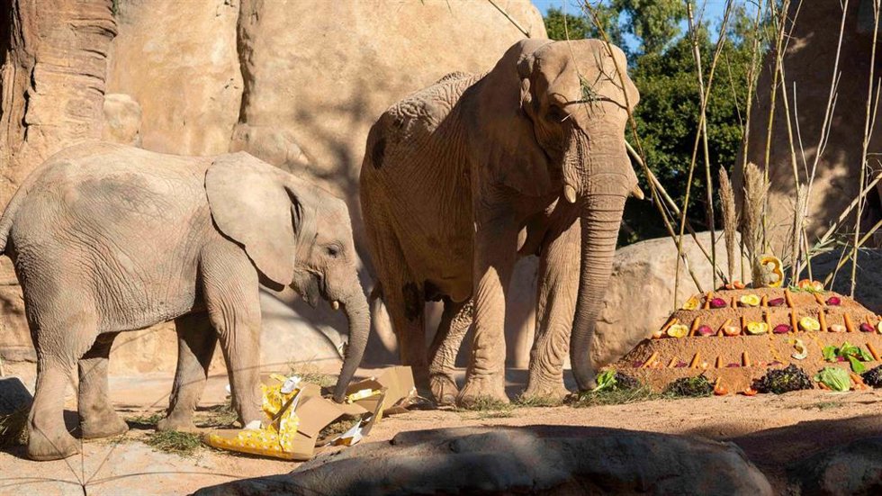 La elefanta Makena cumple tres años