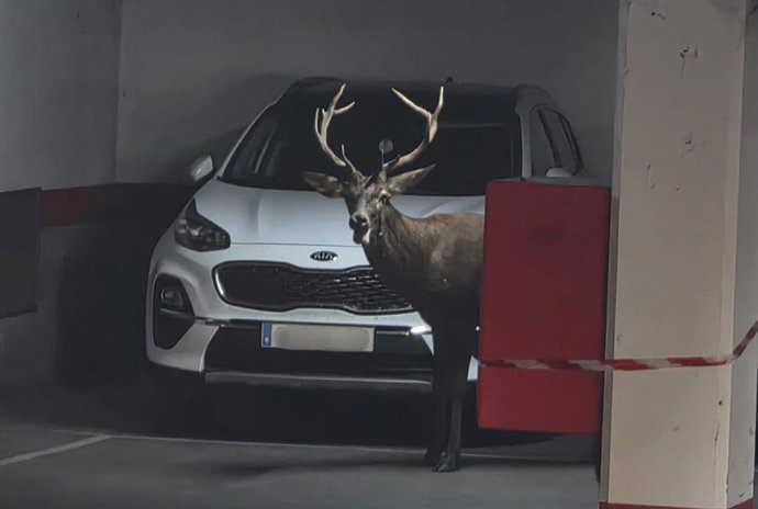 El ciervo en el aparcamiento de San Martín en Zamora.