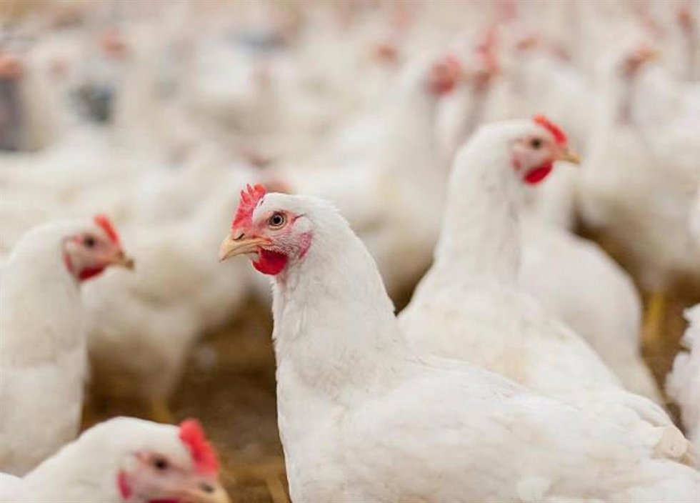 Gallinas.