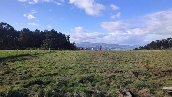 Archivo - Vacas pastando en Busto, localidad del municipio asturiano de Valdés. Vacas, PAC, rural, campo, ganadería.