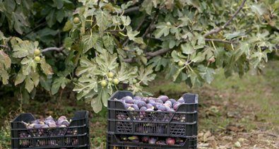 EpAgro - Agricultura