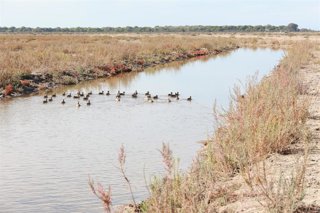 Suelta de cercetas pardillas en las Marismas de Trebujena. A 07 de noviembre de 2025, en Trebujena, Cádiz (Andalucía, España). ARCHIVO.