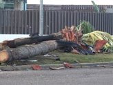 Foto: Así ha quedado el lugar del accidente de Cayetano Rivera: restos y palmeras derribadas
