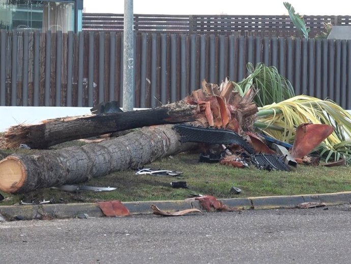 Así ha quedado el lugar del accidente de Cayetano Rivera: restos y palmeras derribadas