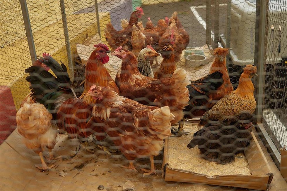 Archivo - Gallinas en granja.