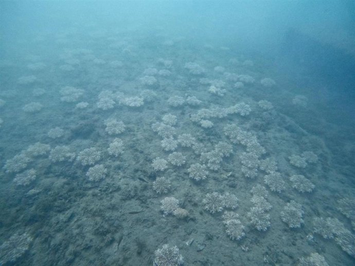 Ejemplares de medusa Cassiopea andromeda en el fondo marino del puerto de Aguadulce, en Roquetas de Mar (Almería).