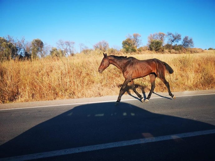 Archivo - Imagen de un caballo suelto en una carretera de la provincia de Huelva.