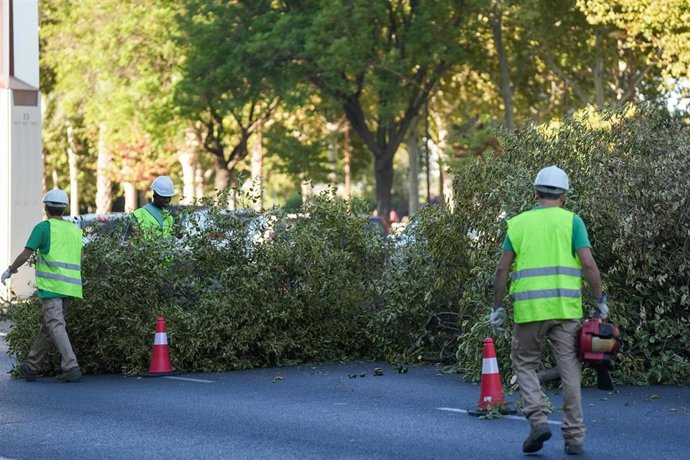 Archivo - Sustitución de un centenar de árboles "decrépitos" en la mediana de Torneo por 154 ejemplares. Imagen de archivo.