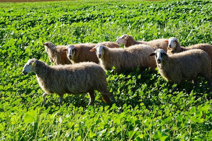 El Govern declara las islas de Ibiza y Formentera como zonas afectadas por el serotipo 3 de lengua azul