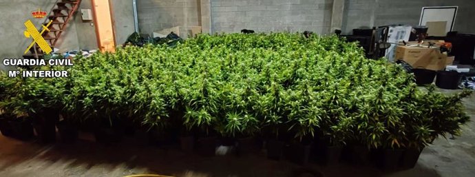 Plantação interna de maconha localizada pela Guardia Civil na área ao redor de Santiago, como parte da Operação Smell, que resultou em 6 prisões.