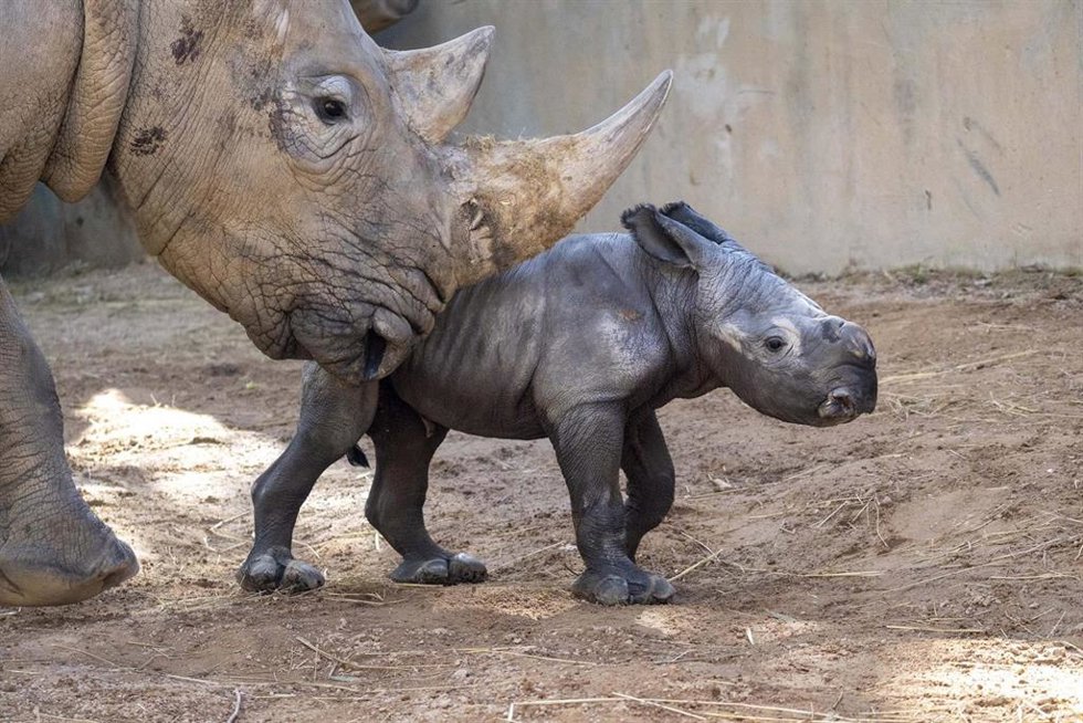 Bebé rinoceronte en Bioparc