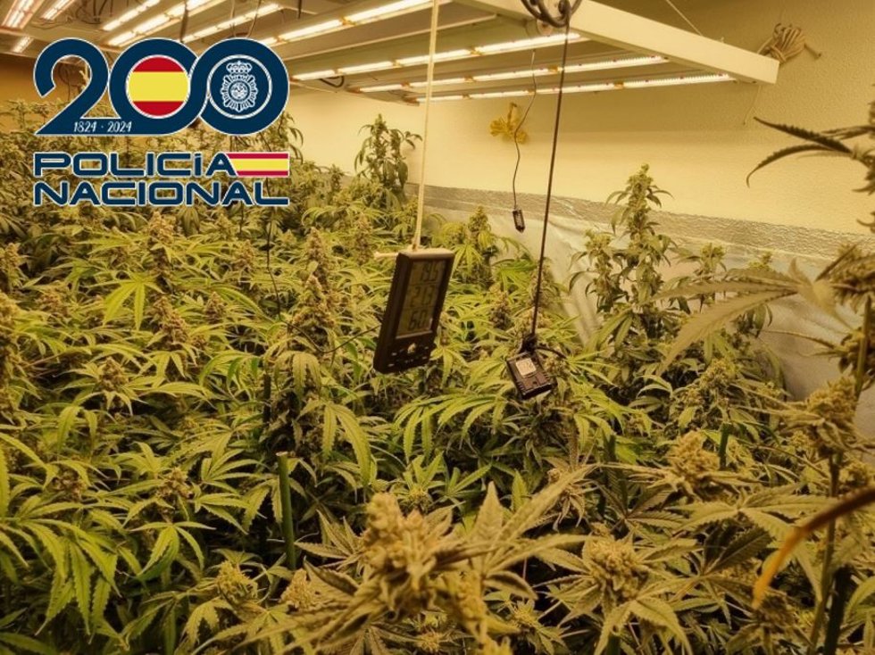 Más de 7.400 plantas de marihuana incautadas en Granada, Baza y Motril durante el mes de octubre.