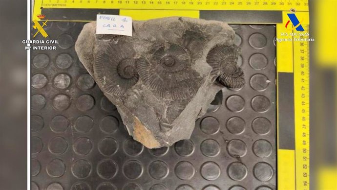 Bienes arqueológicos y paleontólogicos intervenidos en el aeropuerto de Bilbao.