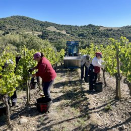 Archivo - Vendimia en la Denominación de Origen Somontano.